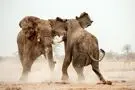 وقتی نبرد فیل‌ها درختان را از پا درمی‌آورد