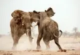 وقتی نبرد فیل‌ها درختان را از پا درمی‌آورد