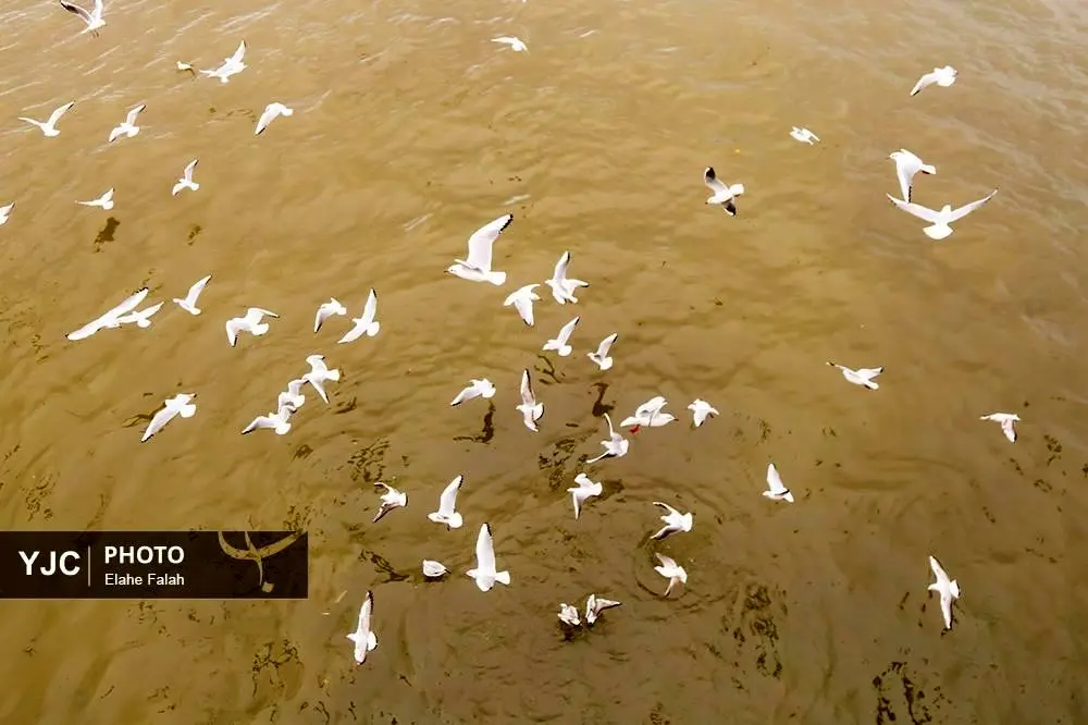 تصاویر؛ کاکایی‌ها؛ تماشایی‌ترین رفت‌وآمد زمستانی انزلی 15