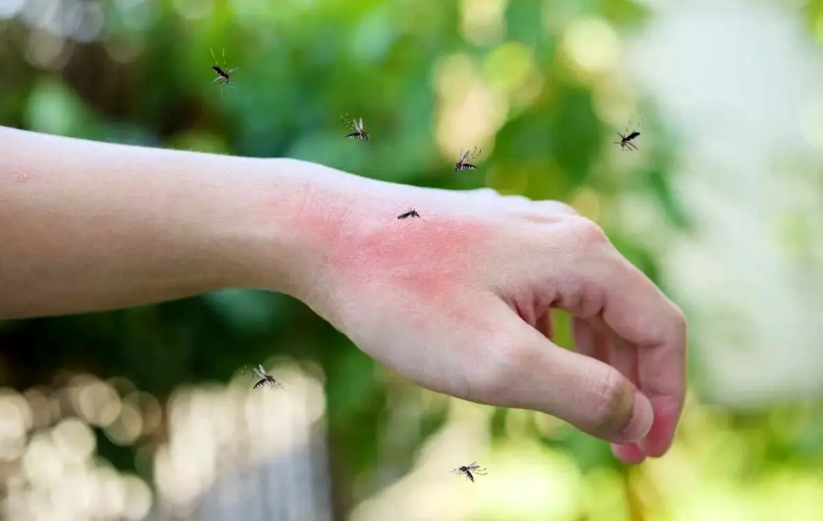 هر پشه‌ آدم مورد علاقه خودش را دارد!
