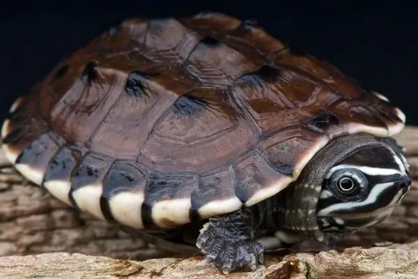 زیباترین لاکپشت‌های جهان که شاید هرگز ندیده‌اید