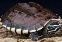 زیباترین لاکپشت‌های جهان که شاید هرگز ندیده‌اید