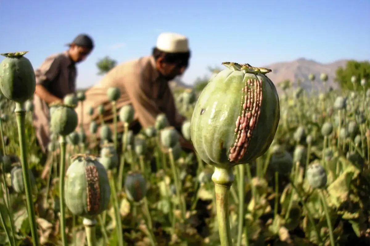 چرا دولت سرانجام مجبور به کشت «شقایق» شد؟