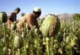 چرا دولت سرانجام مجبور به کشت «شقایق» شد؟