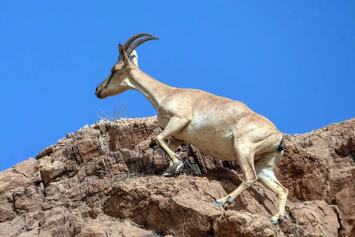 تصاویر؛ سلاطین صخره‌های تیز زاگرس و البرز