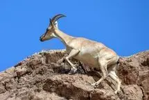 تصاویر؛ سلاطین صخره‌های تیز زاگرس و البرز