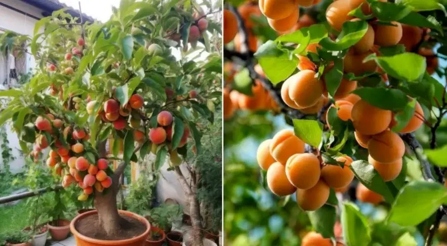 آموزش نگهداری و زمان کاشت هسته زردآلو
