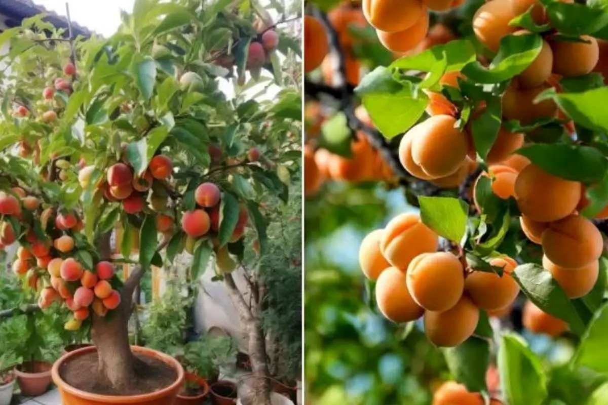 آموزش نگهداری و زمان کاشت هسته زردآلو
