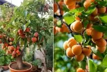آموزش نگهداری و زمان کاشت هسته زردآلو