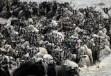 نمایشی بی‌نظیر از حیات وحش؛ هزاران کل یال‌دار و یک رودخانه وحشی
