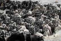 نمایشی بی‌نظیر از حیات وحش؛ هزاران کل یال‌دار و یک رودخانه وحشی