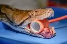 برای نخستین‌بار؛ مار پیتون با روش پیشرفته درمان سرطان انسان نجات یافت