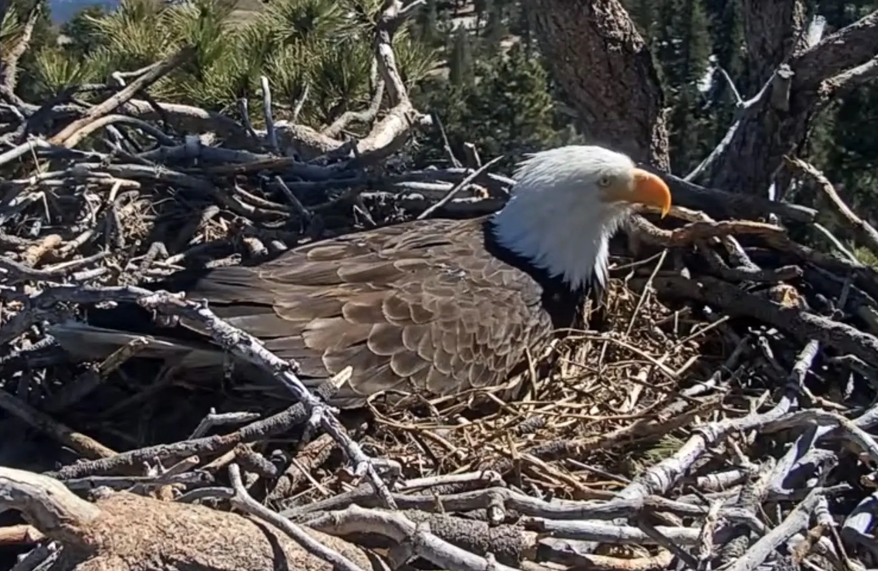 مقاومت عقاب سرسفید در مقابل طوفان 