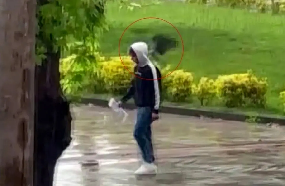 حمله یک کلاغ به رهگذران