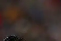 تصویر؛ واکنش احسان حاج صفی به حملات اخیر