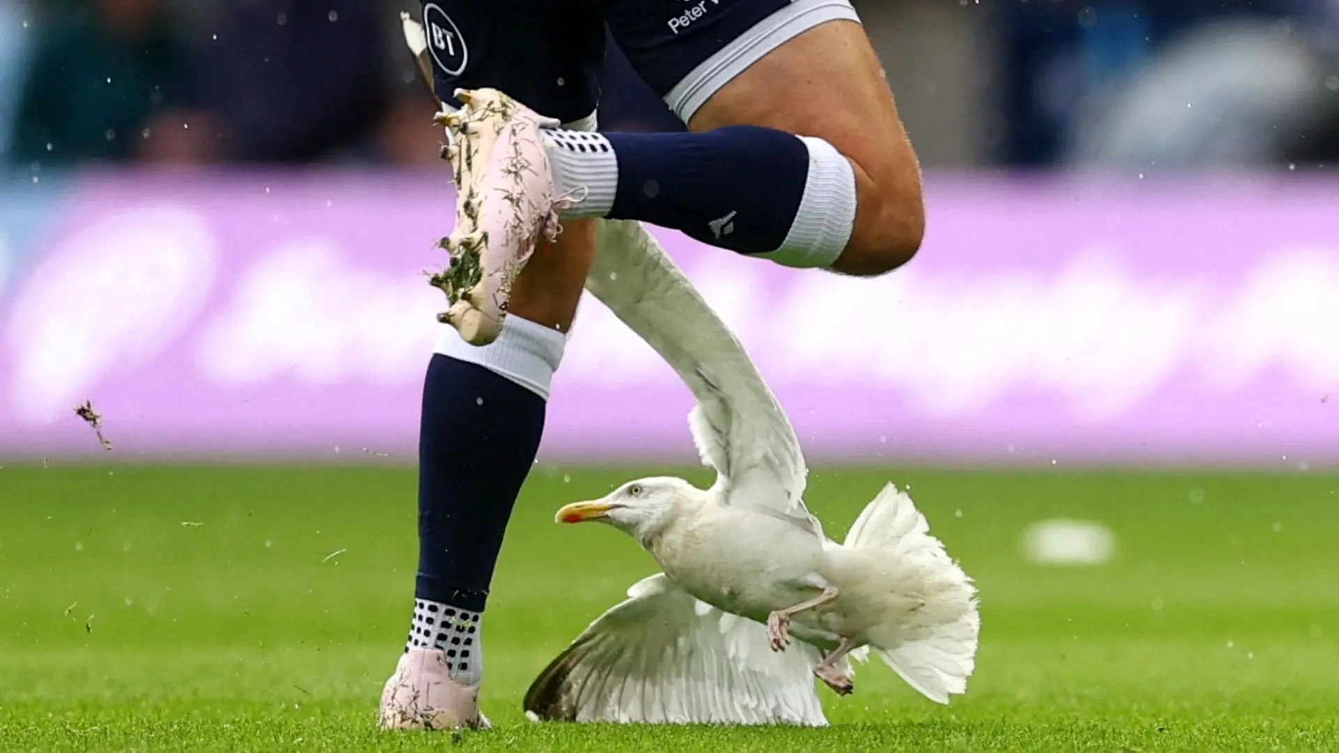 احیای مرغ دریایی وسط مسابقه فوتبال