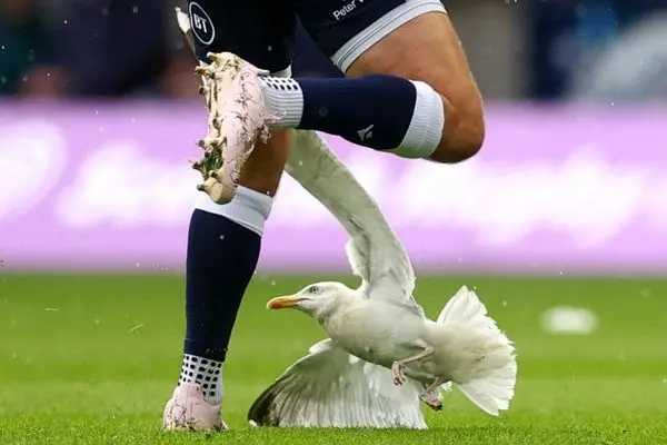 احیای مرغ دریایی وسط مسابقه فوتبال