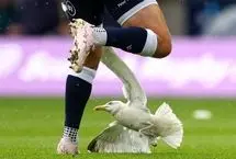 احیای مرغ دریایی وسط مسابقه فوتبال