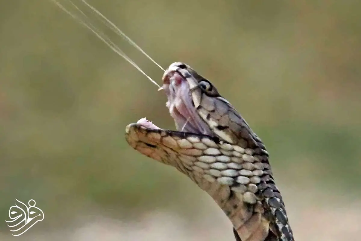 مرگ در ۹۰ میلی‌ثانیه: راز نیش مرگبار مارها