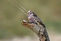 مرگ در ۹۰ میلی‌ثانیه: راز نیش مرگبار مارها