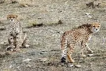 مشاهده ۲ یوزپلنگ آسیایی در منطقه توران