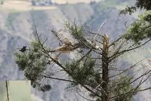 تصاویر؛ بیماری قارچی به جان درختان زریین چالوس افتاد