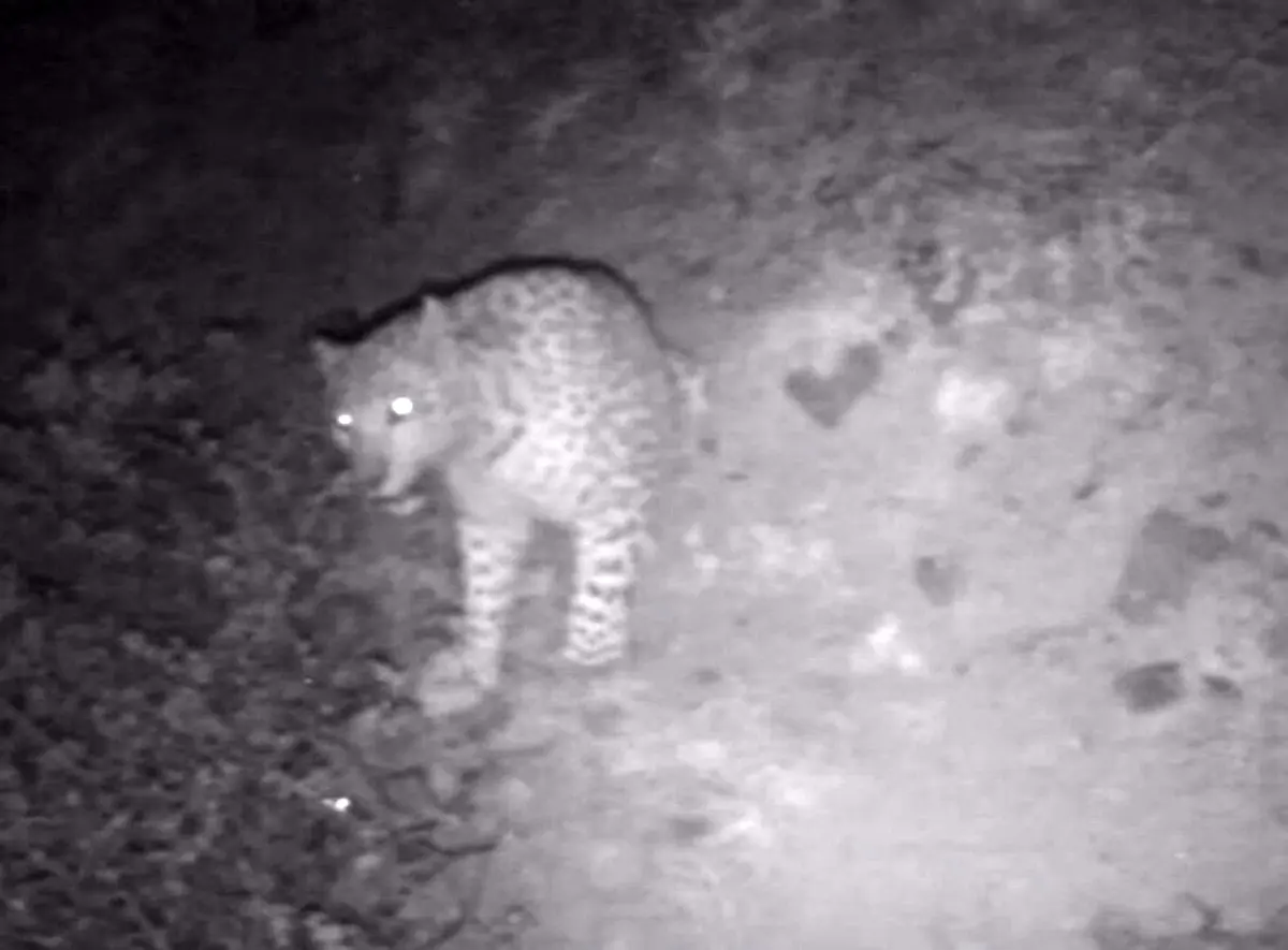 ثبت تصویر پلنگ ایرانی در ارتفاعات رودبار