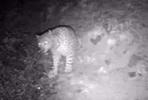 ثبت تصویر پلنگ ایرانی در ارتفاعات رودبار