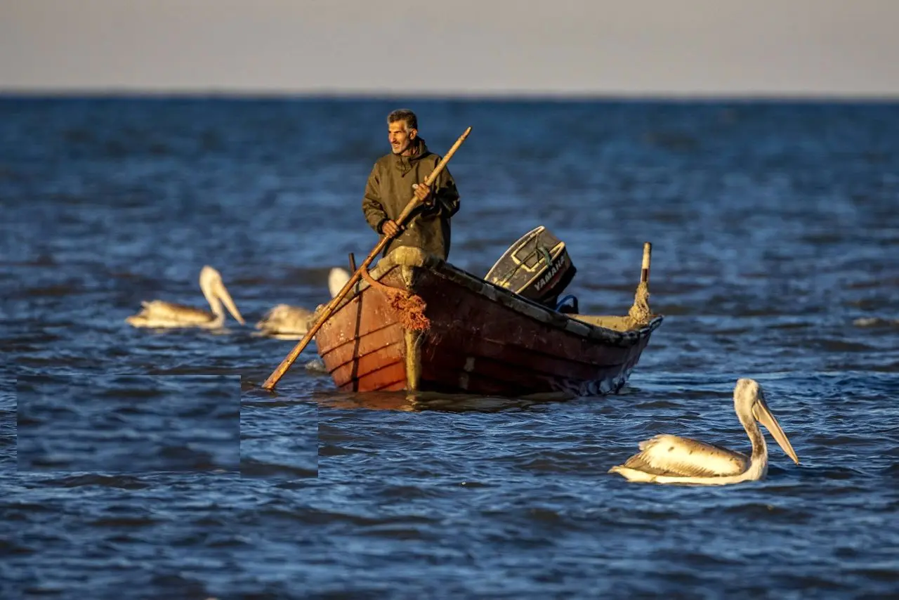 تصاویر؛ صید ماهی به روش پره در خزر