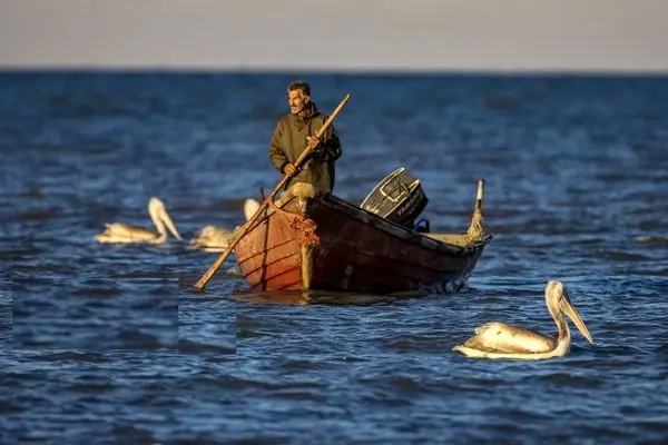تصاویر؛ صید ماهی به روش پره در خزر