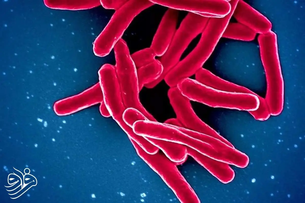 ۱.۲۳ میلیون نفر قربانی کشنده‌ترین بیماری عفونی جهان در سال ۲۰۲۴