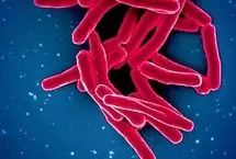 ۱.۲۳ میلیون نفر قربانی کشنده‌ترین بیماری عفونی جهان در سال ۲۰۲۴