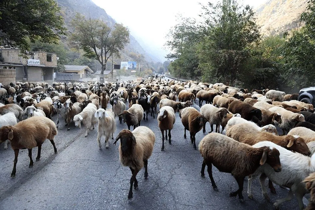 تصاویر؛ قرق کندوان برای عبور احشام