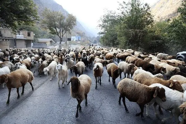 تصاویر؛ قرق کندوان برای عبور احشام