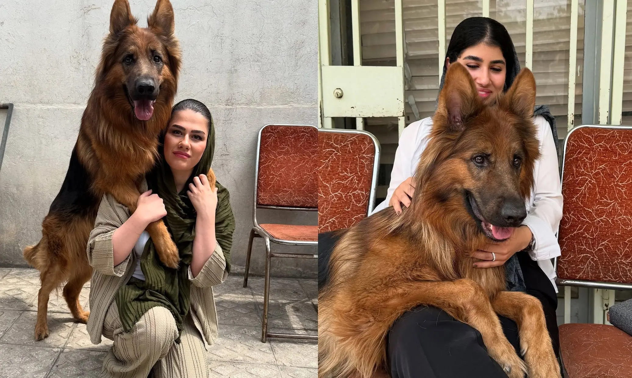 تیدا، سگ محبوب شبکه‌های اجتماعی و فیلم‌های سینمایی مُرد