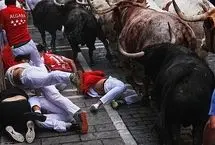 آغاز جشنواره سن‌فرمین با مسابقه معروف دویدن با گاوها 