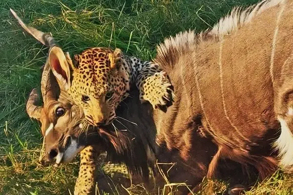 پلنگ، نیالای عظیم‌الجثه را شکار کرد
