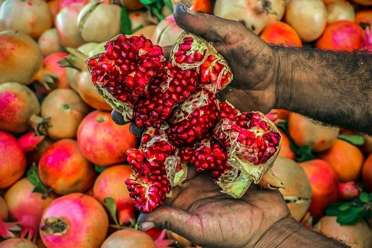 تصاویر؛ انارِ کُهمره سُرخی