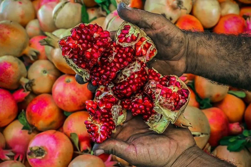 تصاویر؛ انارِ کُهمره سُرخی