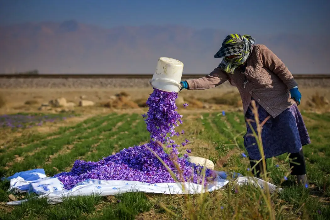 تصاویر؛ طلای سرخ در دامنه البرز