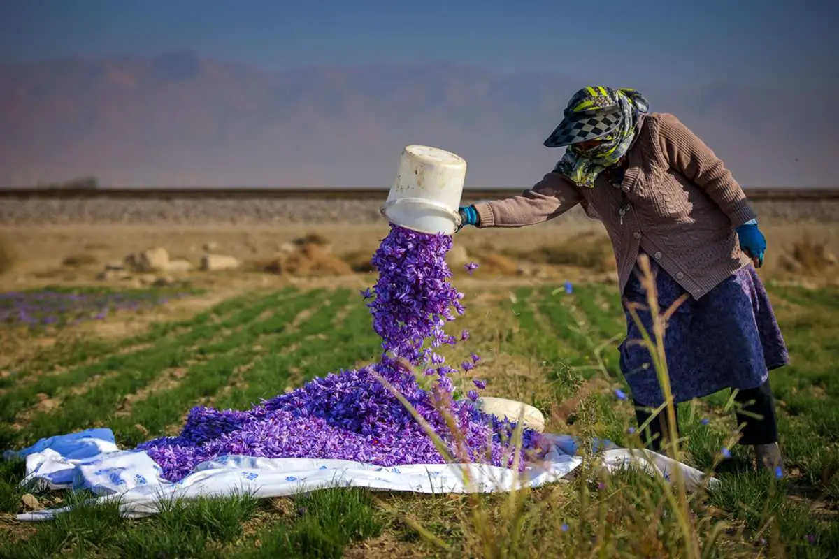 تصاویر؛ طلای سرخ در دامنه البرز