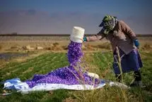 تصاویر؛ طلای سرخ در دامنه البرز