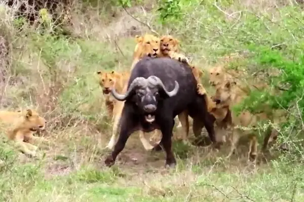 فرار معجزه‌آسا یک بوفالو از دست ۱۷ شیر گرسنه