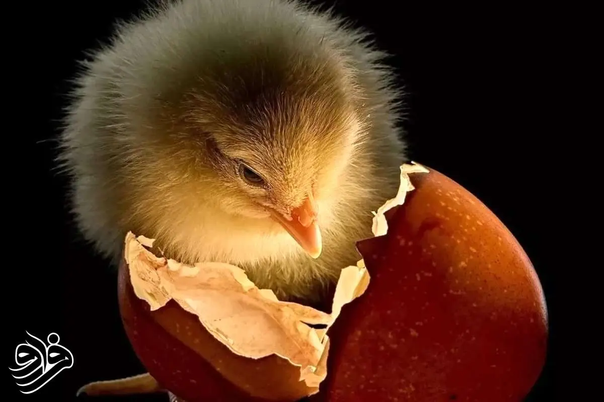 برترین تصاویر سال نشنال جئوگرافیک ۲۰۲۵