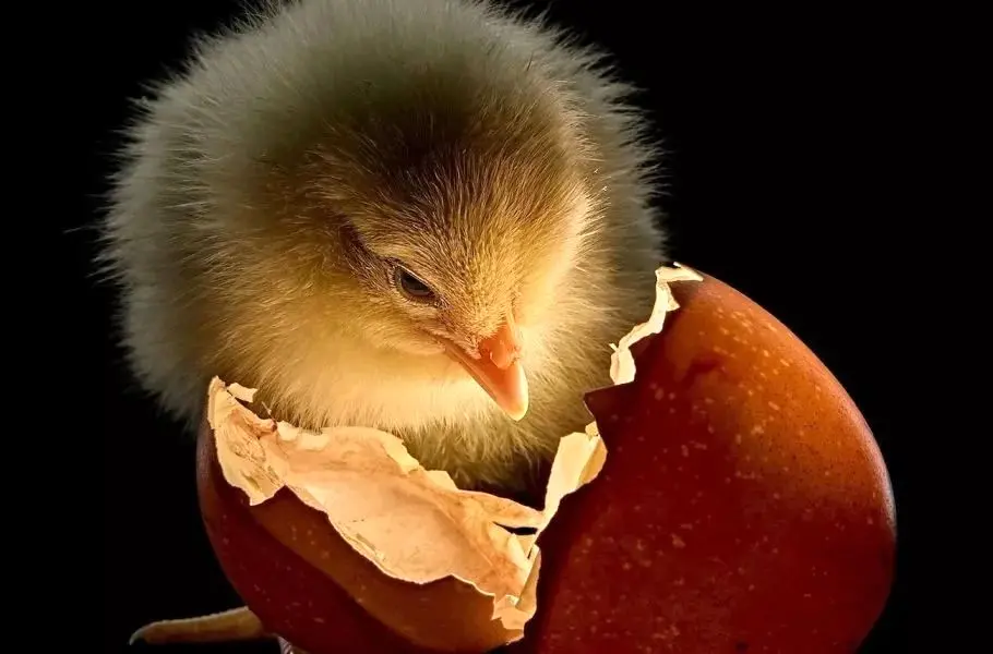 برترین تصاویر سال نشنال جئوگرافیک ۲۰۲۵