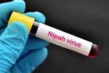 همه چیز درباره درباره ویروس خطرناک نیپا 