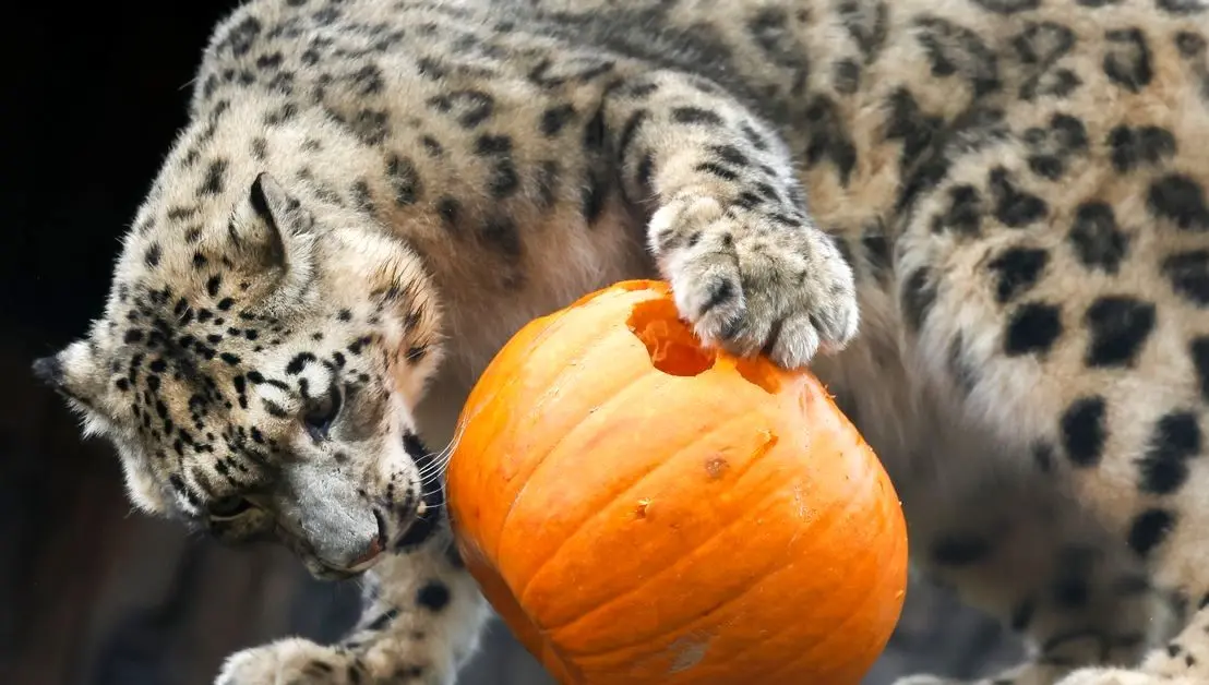 وقتی توله پلنگ برفی برای نخستین بار کدو تنبل  می‌بیند