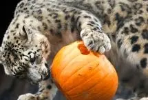 وقتی توله پلنگ برفی برای نخستین بار کدو تنبل  می‌بیند