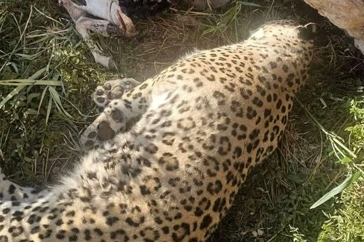 کشف لاشه پلنگ در پناهگاه حیات‌وحش عباس‌آباد نایین