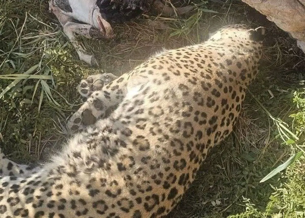 کشف لاشه پلنگ در پناهگاه حیات‌وحش عباس‌آباد نایین